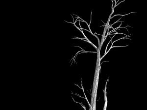 roadside-dead tree 01 3D-Modell