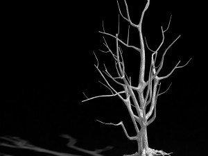 roadside-dead tree 08 3D Model