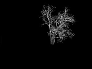 green plants-landscape-small tree 53 3D Model