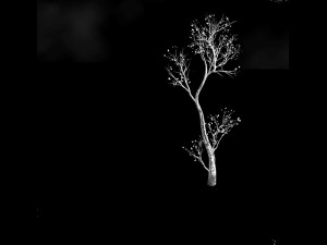 green plants-landscape-small tree 54 3D Modell