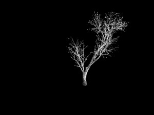 green plants-landscape-small tree 64 3D 模型