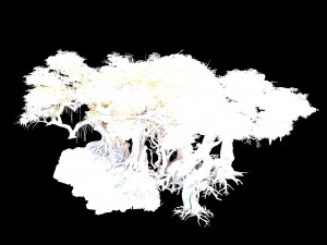 nuwa-snow populus 12 3D Model