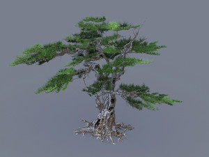 mount putuo-pine 11 Modèle 3D