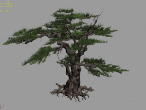 mount putuo-pine 11 Modello 3D