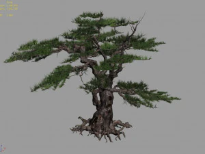 mount putuo-pine 11 3D Model
