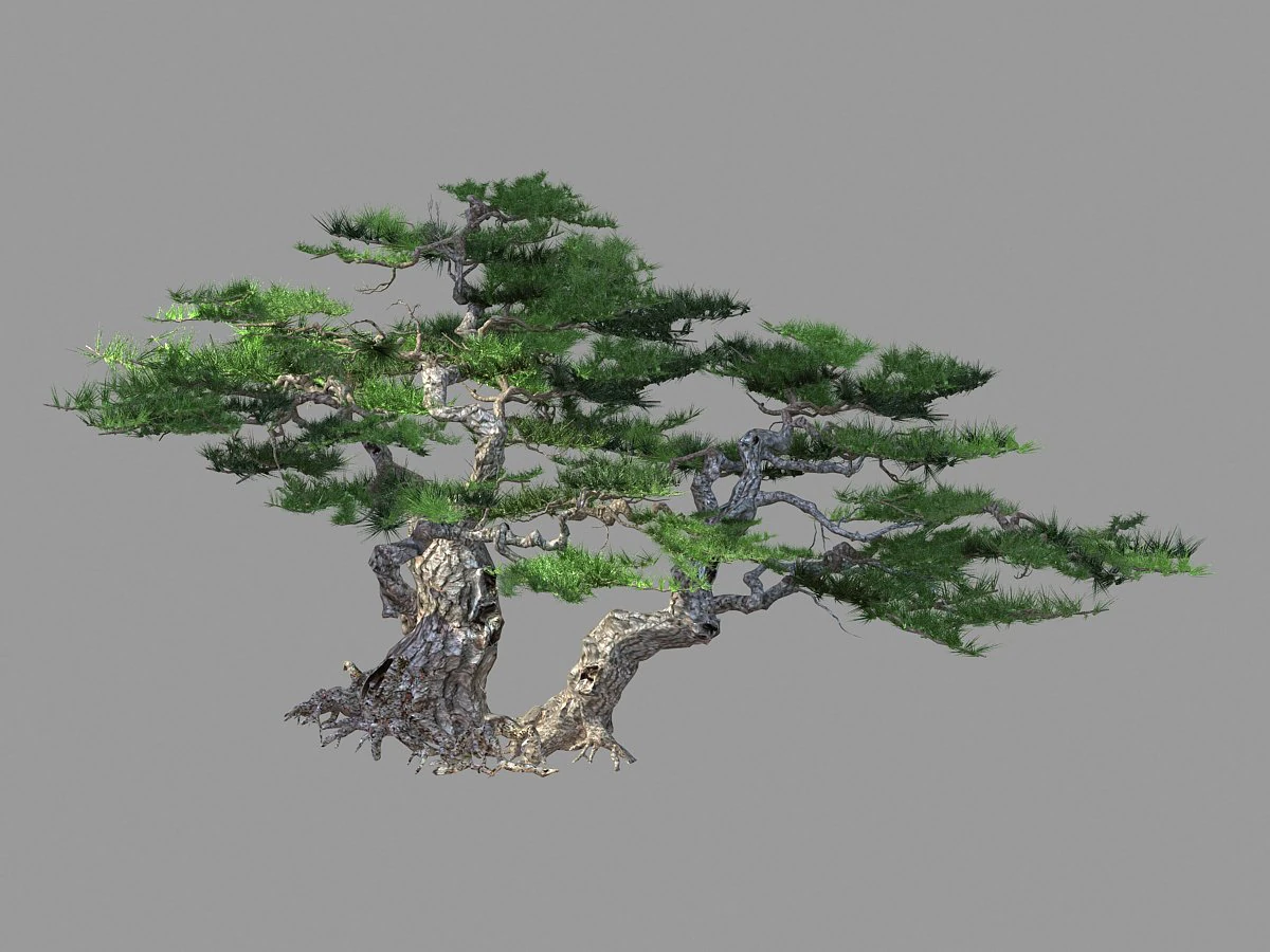 putuo mountain-pine tree 13 3D Model .c4d .max .obj .3ds .fbx .stl .blend