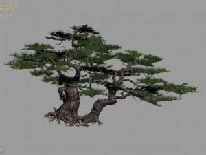 putuo mountain-pine tree 13 3D Model