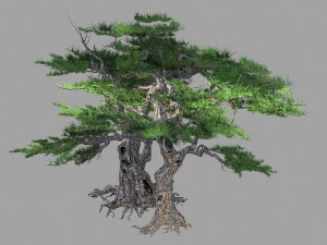 berg putuo-pine 16 3D Model
