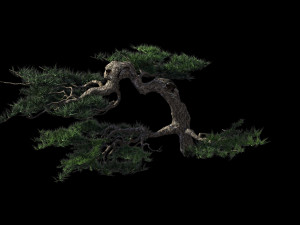 mount putuo-pine 16 Modèle 3D