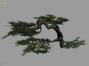 mount putuo-pine 16 3D Model