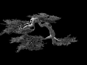 mount putuo-pine 16 Modèle 3D