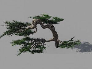 mount putuo-pine 19 Modèle 3D