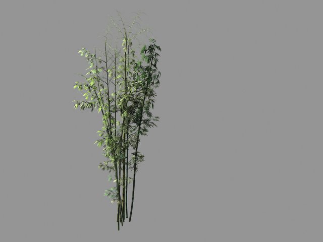 putuo mountain-bamboo 21 Modelo 3D .c4d .max .obj .3ds .fbx .stl .blend 