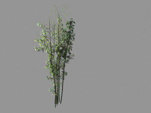 putuo mountain-bamboo 21 Modelo 3D