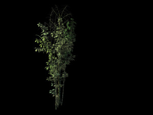 putuo mountain-bamboo 21 Modelo 3D
