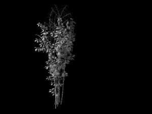 putuo mountain-bamboo 21 Modelo 3D