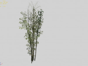 putuo mountain-bamboo 21 Modelo 3D