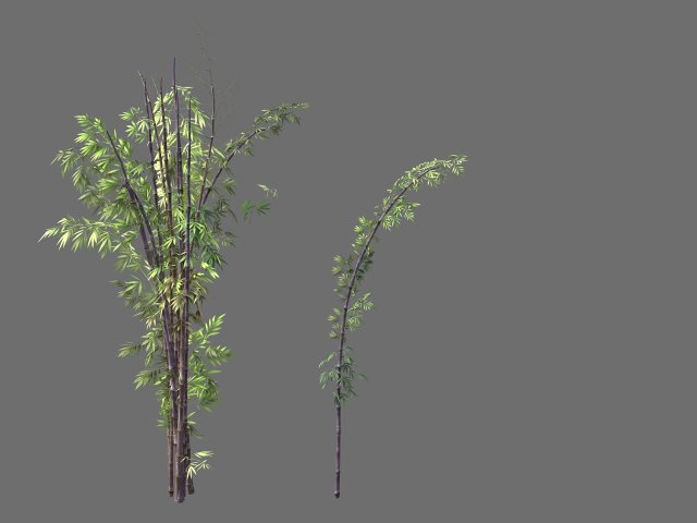 putuo mountain-bamboo 25 3D Model .c4d .max .obj .3ds .fbx .stl .blend 