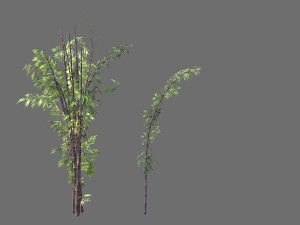 putuo mountain-bamboo 25 Modèle 3D