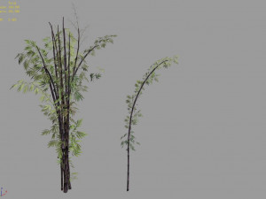 putuo mountain-bamboo 25 3D Model