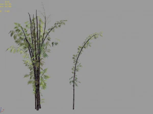 putuo mountain-bamboo 25 3D Model