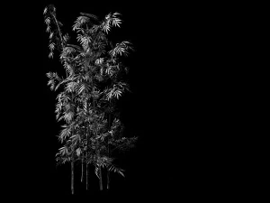 putuo mountain-bamboo 29 3D Model