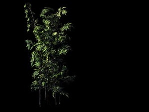 putuo mountain-bamboo 29 3D Model