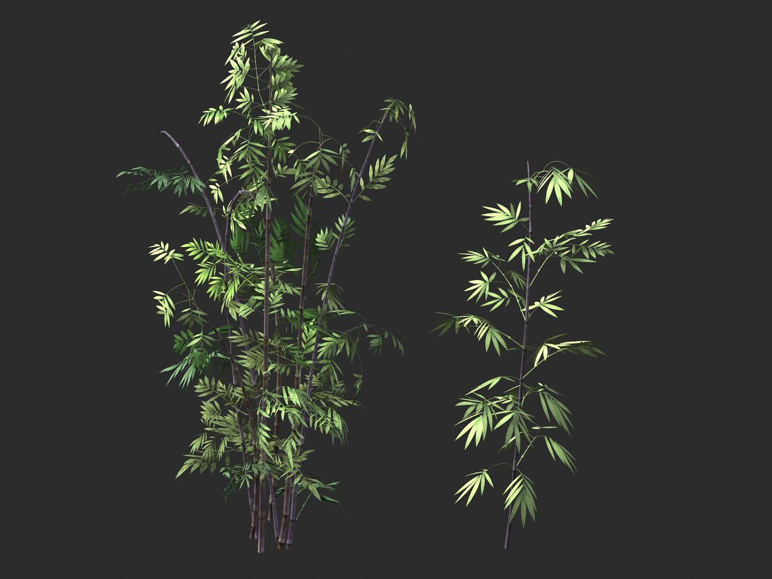 putuo mountain-bamboo 30 3D Model .c4d .max .obj .3ds .fbx .stl .blend