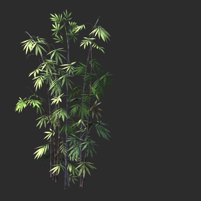 putuo mountain-bamboo 35 3D Model .c4d .max .obj .3ds .fbx .stl .blend 