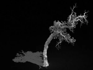 qianhui forest-difu-vine tree 051 3D Model