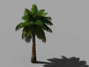 tropical plants-bamboo palm-palm tree 03 3D Model