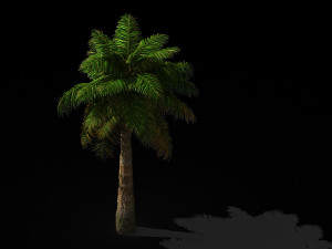 tropical plants-bamboo palm-palm tree 03 Model 3D