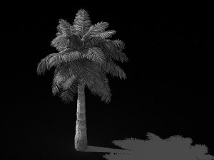 tropical plants-bamboo palm-palm tree 03 Model 3D