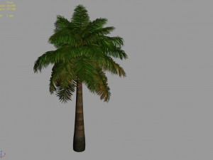 tropical plants-bamboo palm-palm tree 03 Model 3D