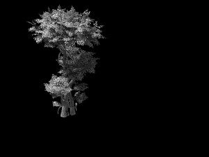 fairy forest-banyan 01 Model 3D