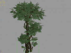 fairy forest-banyan 03 3D Model