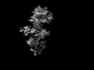 fairy trail-banyan tree 05 3D Model