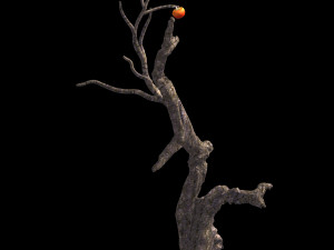 fairy trail forest-persimmon tree 07 Model 3D