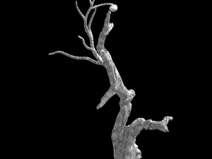 fairy trail forest-persimmon tree 07 Model 3D