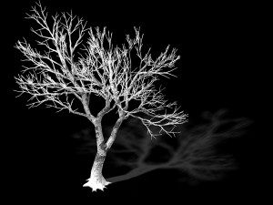 garden-garden-tree 41 3D Model