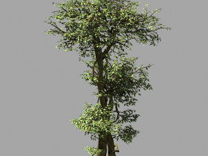garden-garden-tree 56 Modèle 3D