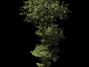 garden-garden-tree 56 3D 模型