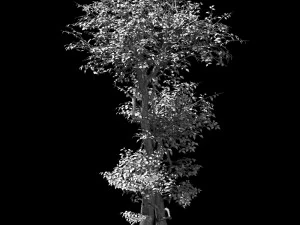 garden-garden-tree 56 3D Model