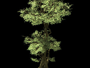 garden-garden-tree 57 3D Model