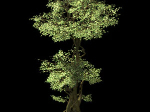 garden-garden-tree 57 3D Model