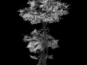 garden-garden-tree 57 3D Model