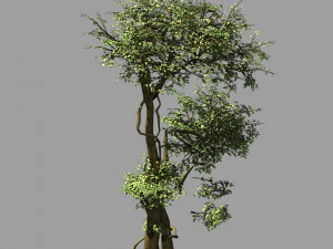 garden-garden-tree 58 3D Model