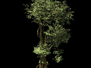 garden-garden-tree 58 3D Model