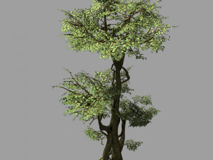 garden-garden-tree 59 3D 模型