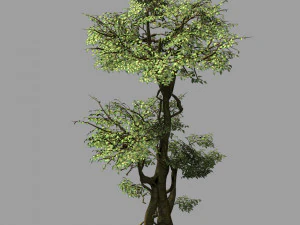 garden-garden-tree 59 3D Model
